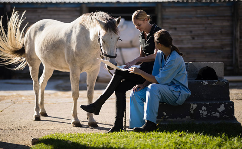 Veterinarians with computer and horse